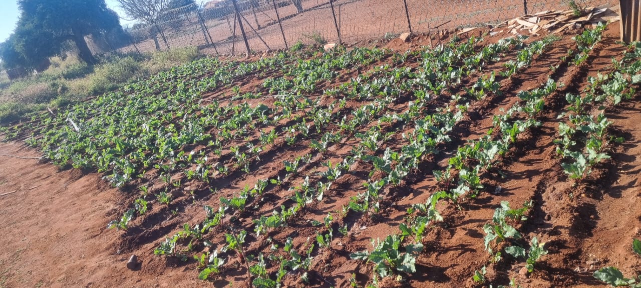Strydkraal Primary School vegetable garden